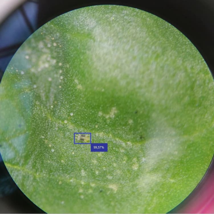 Pest Detection